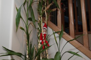 Elf on the Shelf