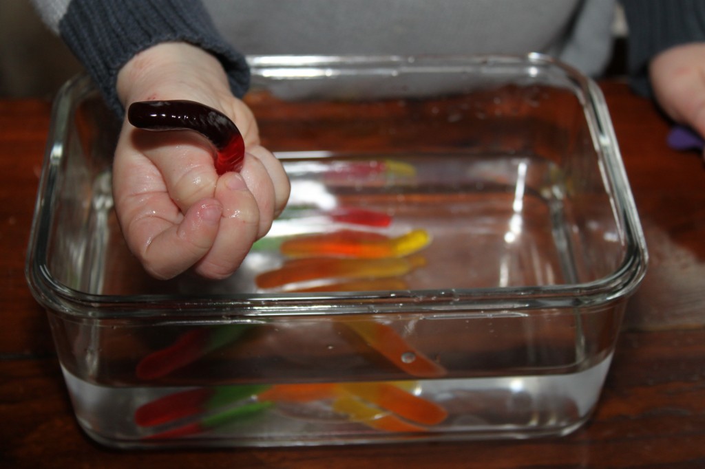 Gummy Worm Experiments