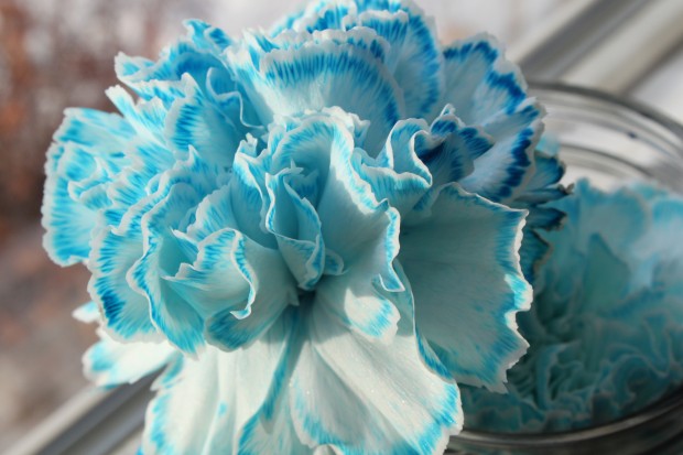 Rainbow Carnations Science Experiment