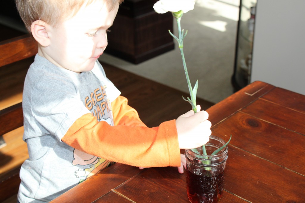 dying carnations science experiment